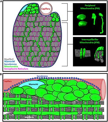 Subcellular Specialization of Mitochondrial Form and Function in Skeletal Muscle Cells